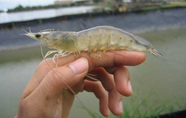 Công ty tôm giống của Việt kiều Úc dự định IPO năm 2021