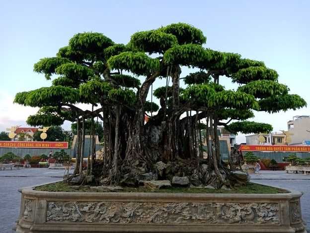 Cây sanh hàng trăm năm tuổi được định giá hơn 20 triệu USD